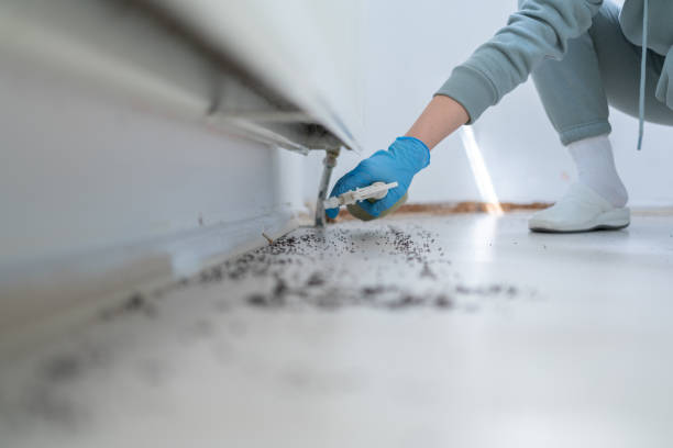 Best Termite Control Services  in Cumberland Hill, RI